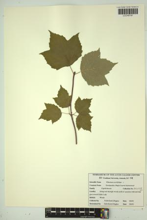 96689-Service File.jpg