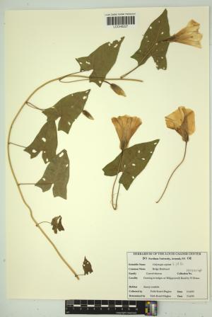 96725-Service File.jpg