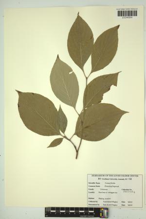 96732-Service File.jpg