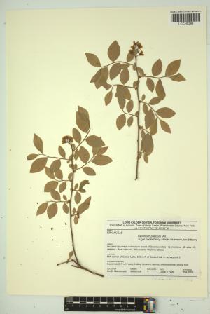 96787-Service File.jpg