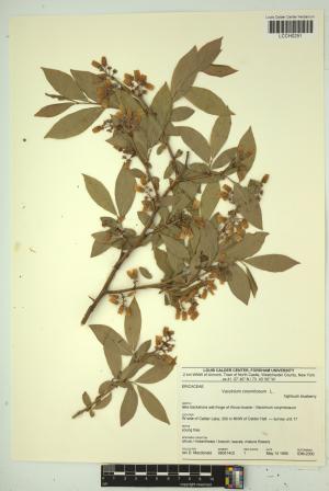 96789-Service File.jpg