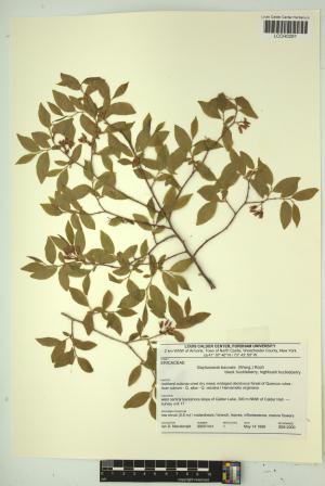 96795-Service File.jpg