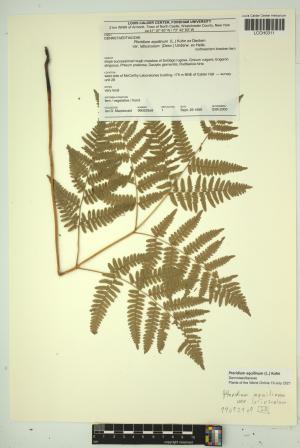 96809-Service File.jpg