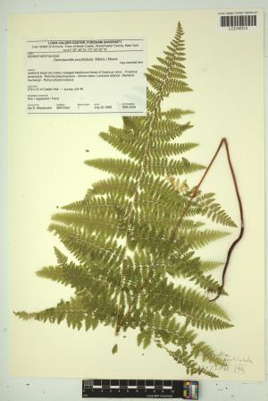 96810-Service File.jpg