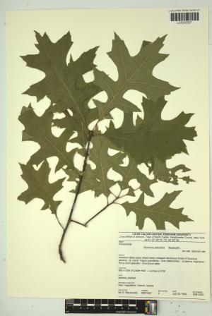 96825-Service File.jpg