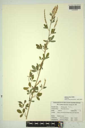 96834-Service File.jpg