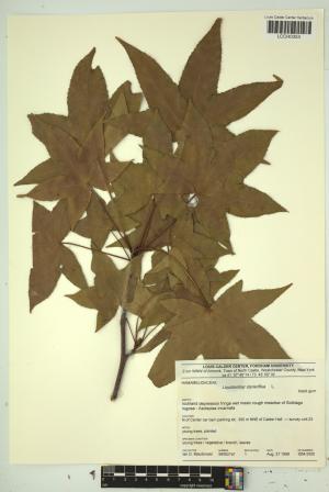96851-Service File.jpg