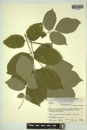 96961-Service File.jpg