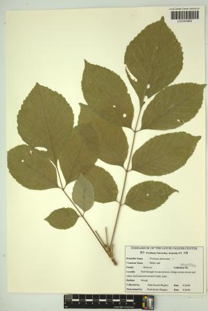 96965-Service File.jpg
