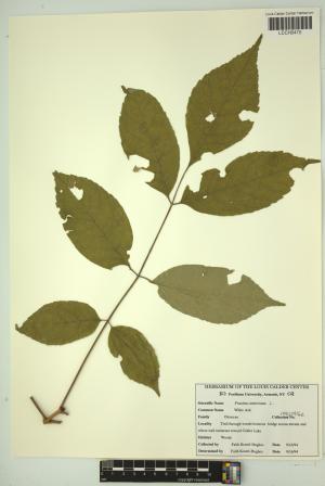 96966-Service File.jpg