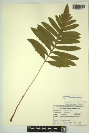 96972-Service File.jpg