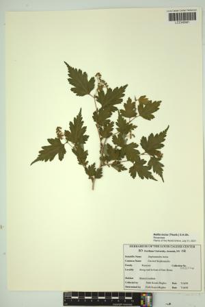 97077-Service File.jpg