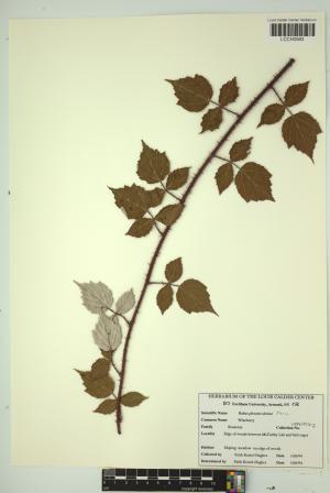 97079-Service File.jpg