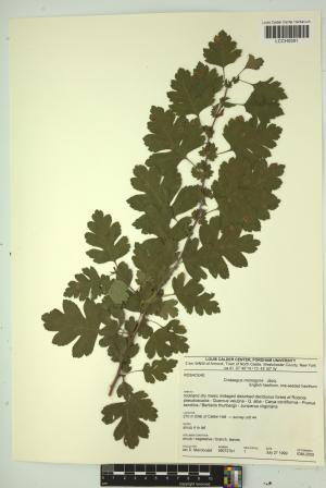 97087-Service File.jpg