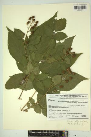 97110-Service File.jpg