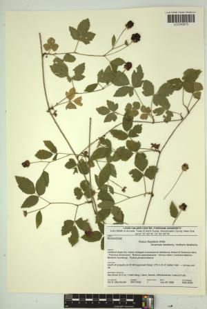 97111-Service File.jpg
