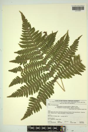 97182-Service File.jpg