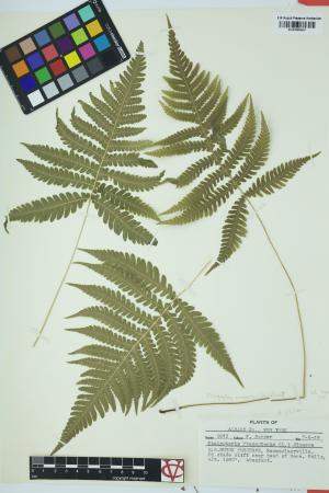 98095-Service File.jpg