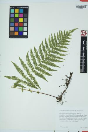 98146-Service File.jpg