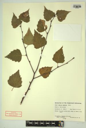 98380-Service File.jpg