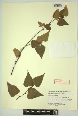 98384-Service File.jpg