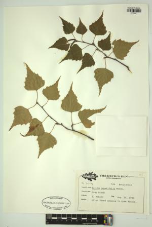 98390-Service File.jpg