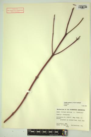 98494-Service File.jpg