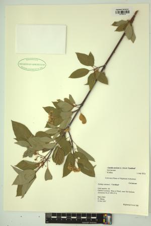 98496-Service File.jpg
