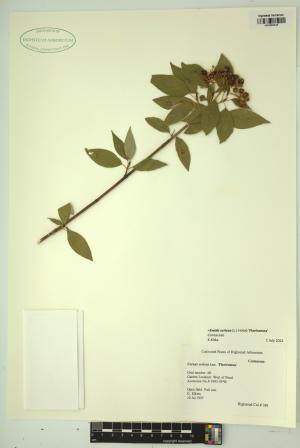 98499-Service File.jpg