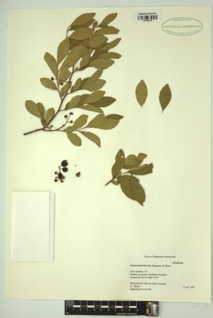 98634-Service File.jpg