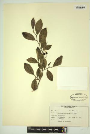 98635-Service File.jpg