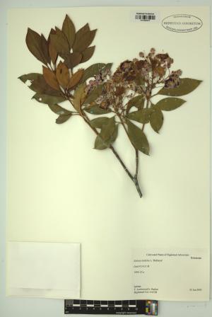 98661-Service File.jpg
