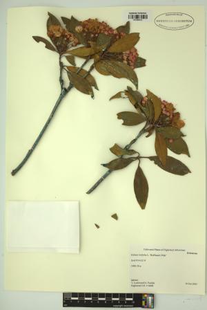 98681-Service File.jpg