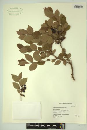 98755-Service File.jpg