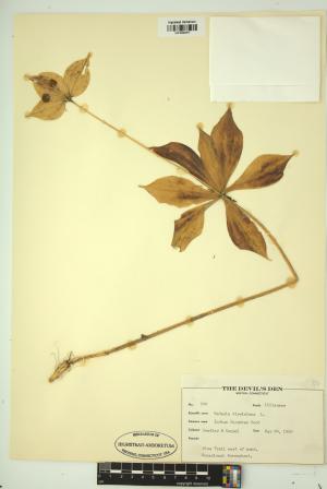 98960-Service File.jpg
