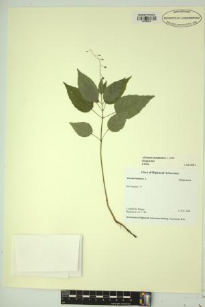99033-Service File.jpg