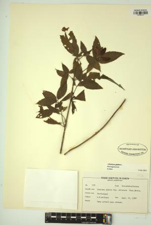 99069-Service File.jpg