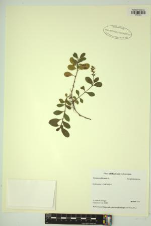 99076-Service File.jpg