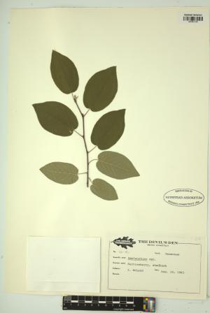 99210-Service File.jpg