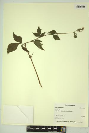 99253-Service File.jpg