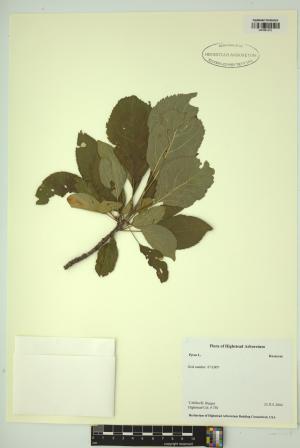 99277-Service File.jpg