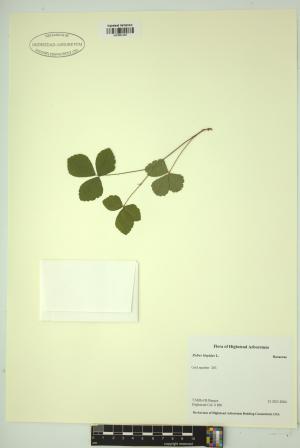 99290-Service File.jpg