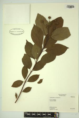 99303-Service File.jpg