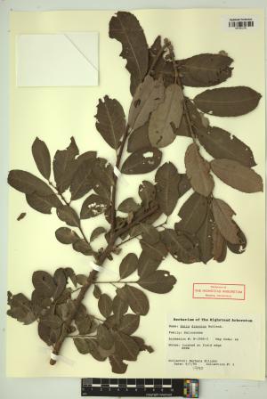99381-Service File.jpg