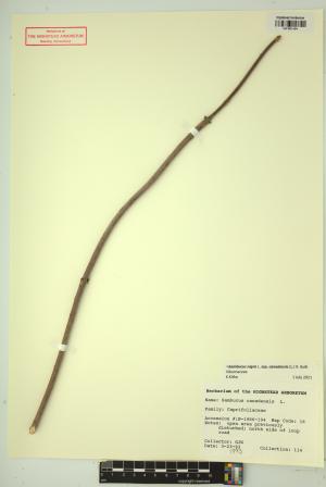 99440-Service File.jpg