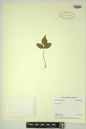 99454-Service File.jpg