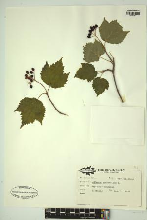 99457-Service File.jpg