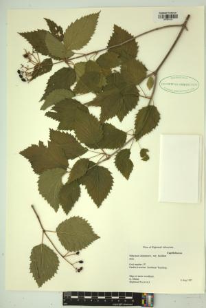 99464-Service File.jpg