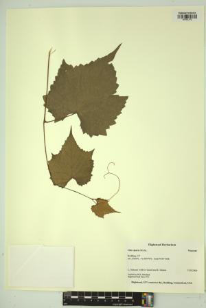 99510-Service File.jpg